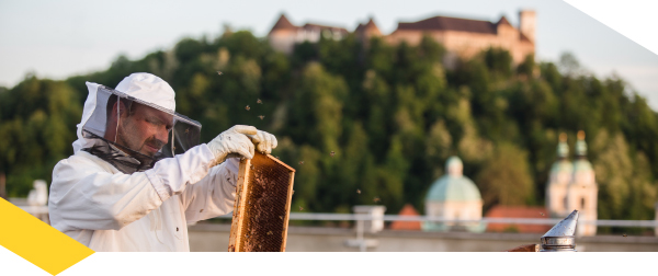 BeePathNet foto